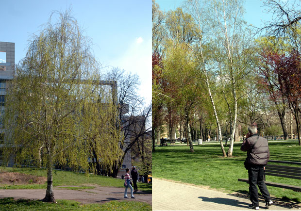 Пролази топола, кијање од брезе